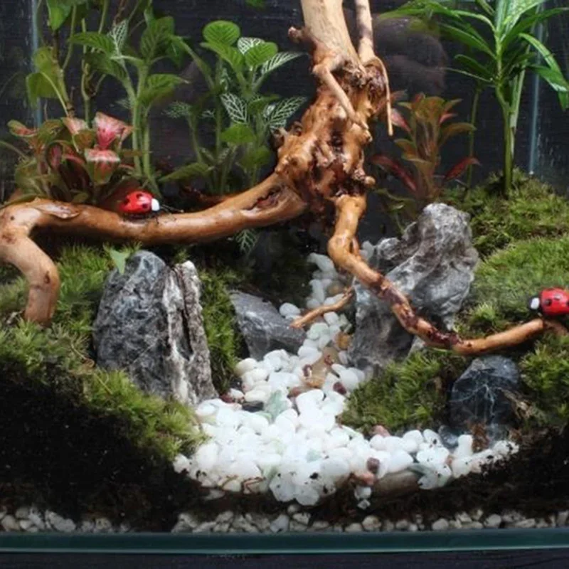 Natural Tree Trunk Driftwood A - Aquarium Fish Hide ulasan dan harga
