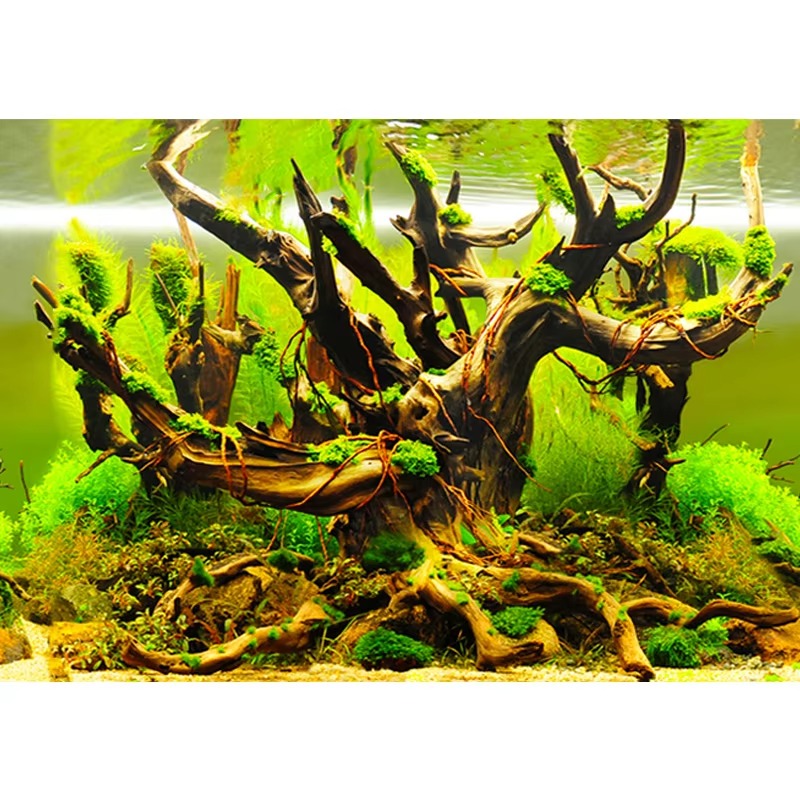 artificial corals for aquarium - Aquarium Fish Wallpaper ulasan dan harga