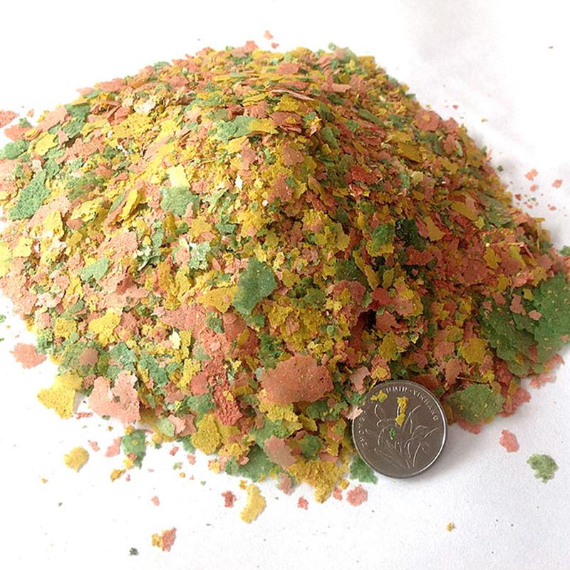 Ornamental Fish Thin Slice Foo - Aquarium Fish Rainbow ulasan dan harga