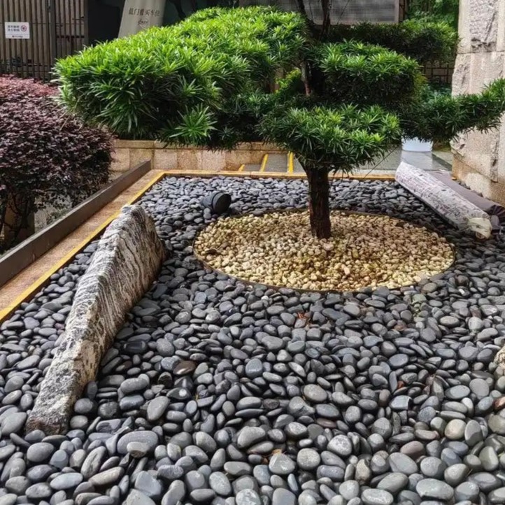 High Quality Natural Rain Flow - Aquarium Fish Rainbow ulasan dan harga